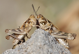 Dociostaurus maroccanus