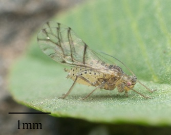 Therioaphis trifolii