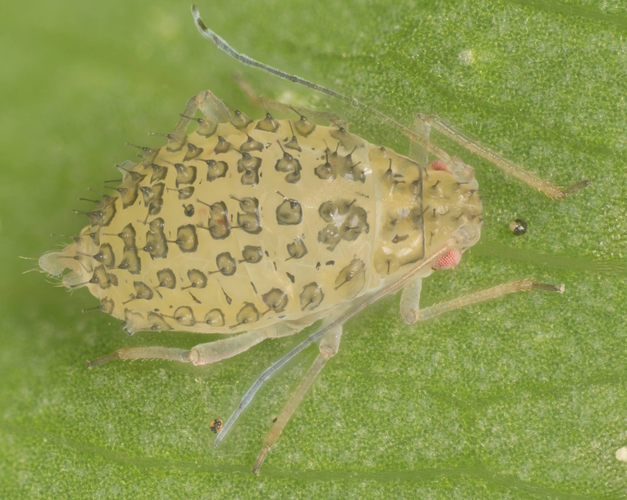 Therioaphis trifolii