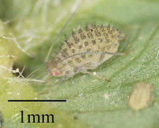 Therioaphis trifolii