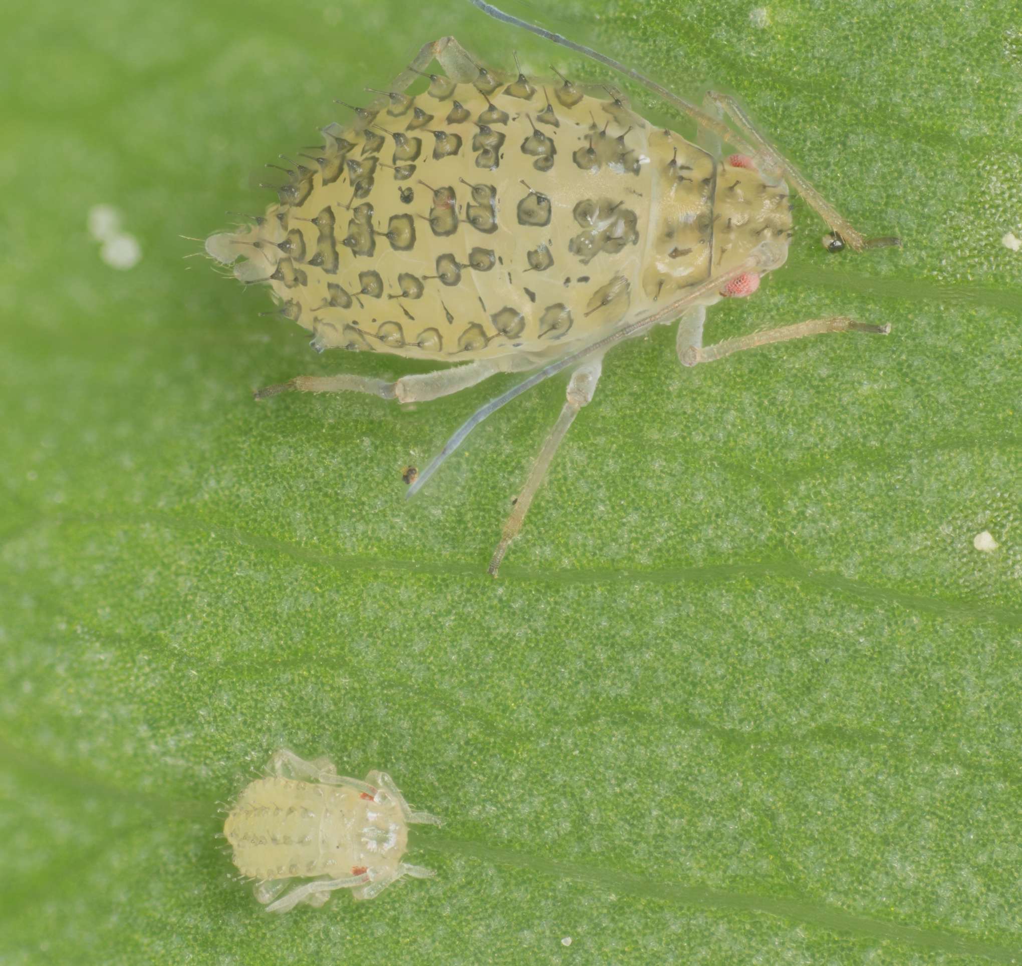Therioaphis trifolii