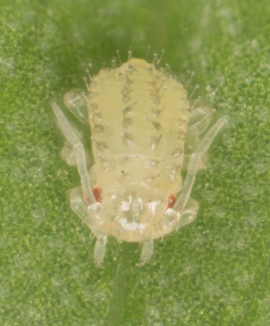Therioaphis trifolii
