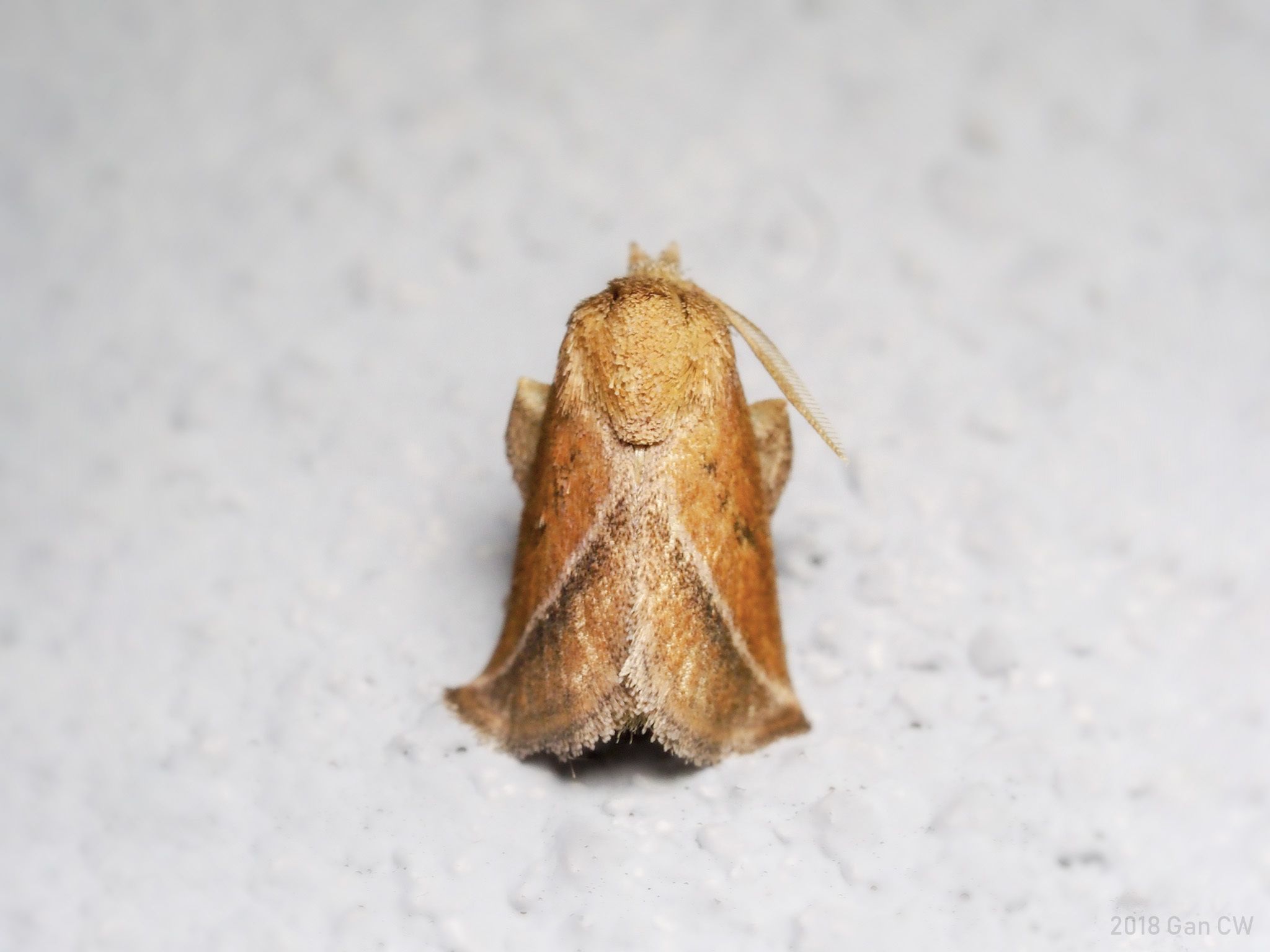 Oxyplax pallivitta