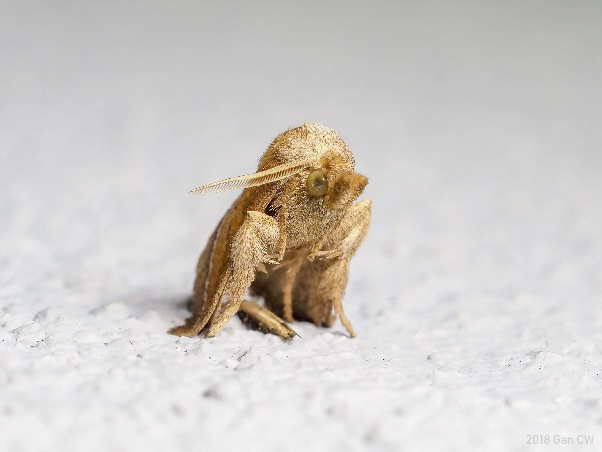 Oxyplax pallivitta