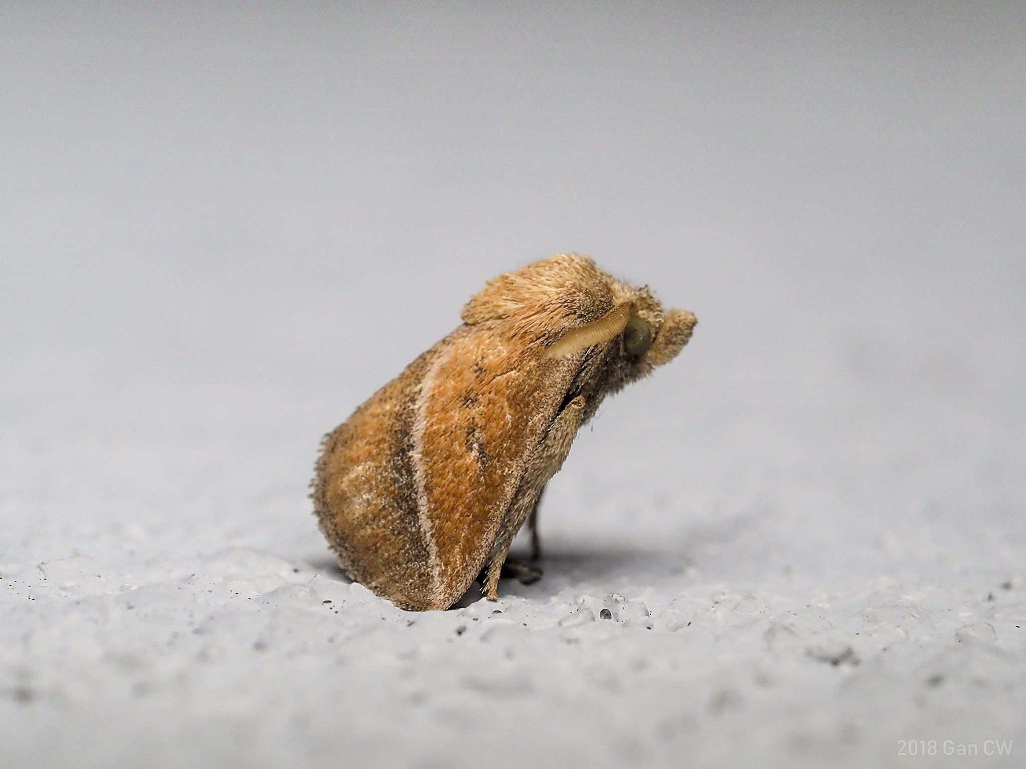 Oxyplax pallivitta