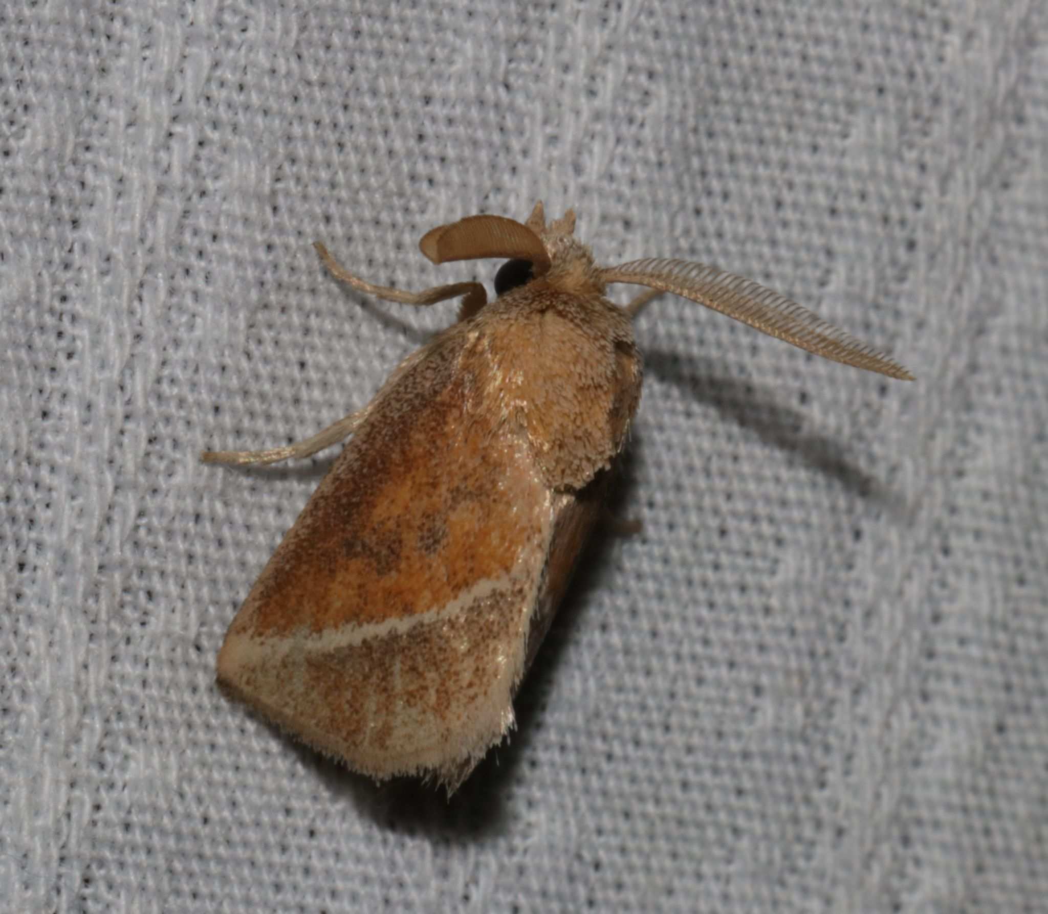 Oxyplax pallivitta