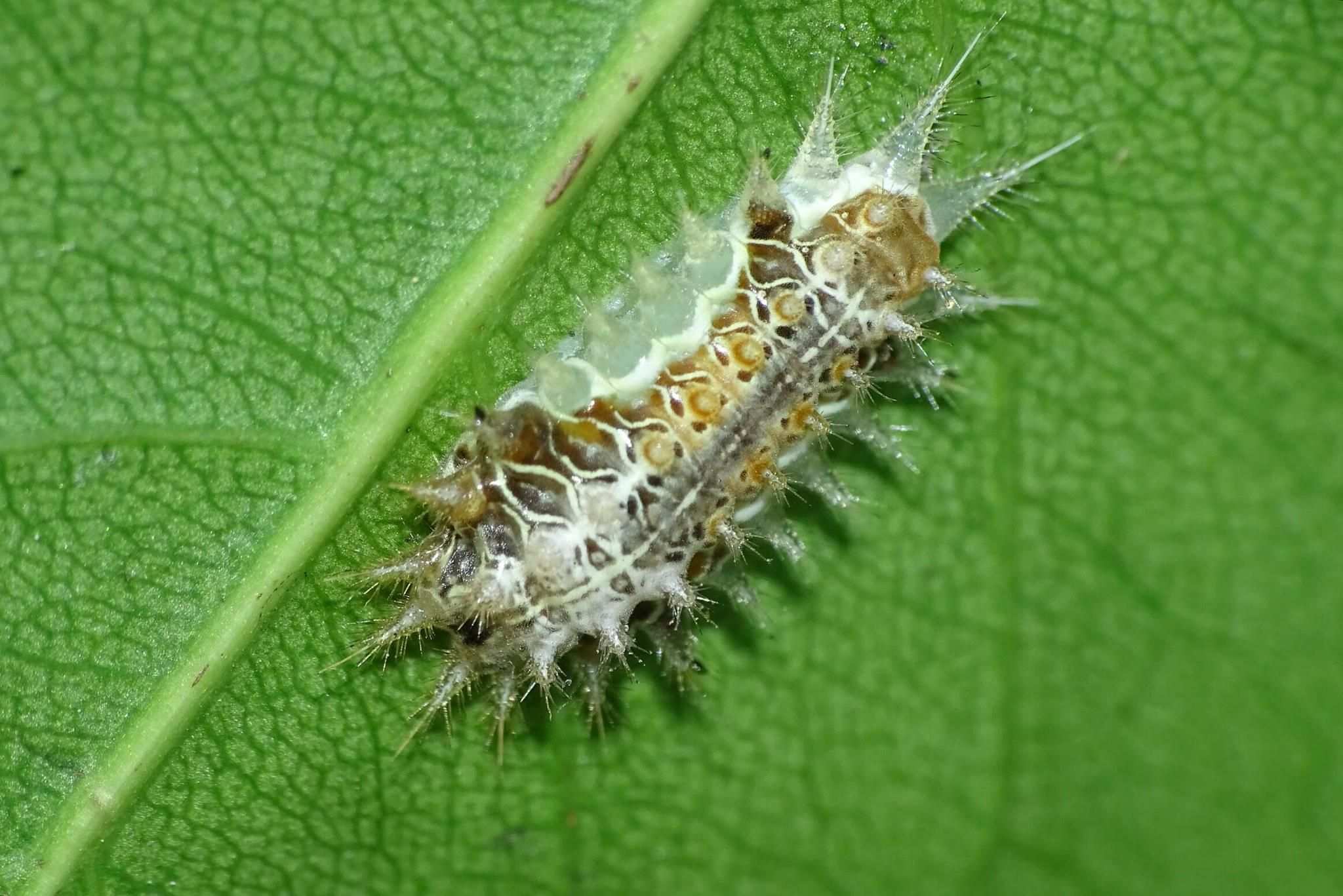 Oxyplax pallivitta