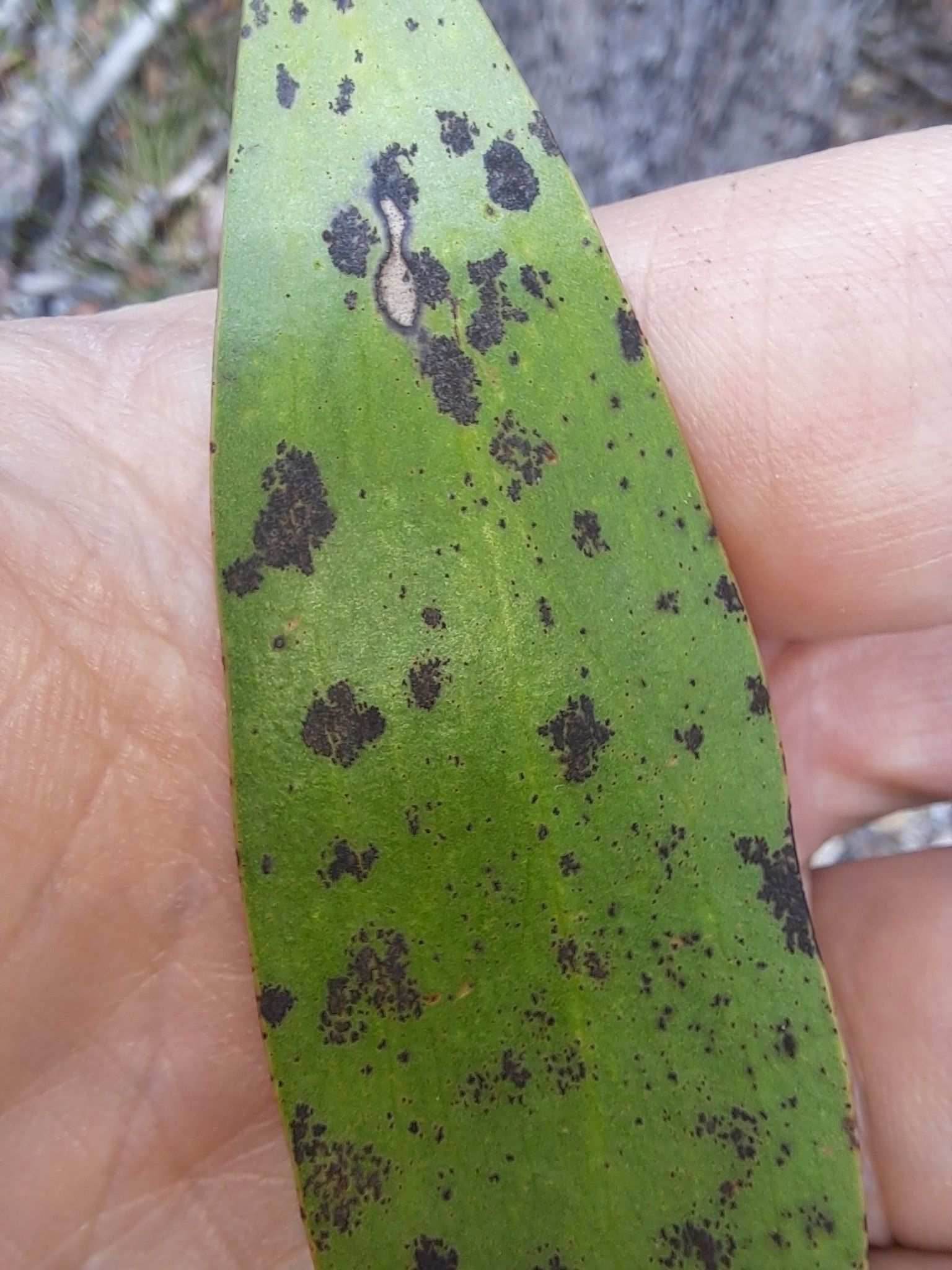 Camarosporula