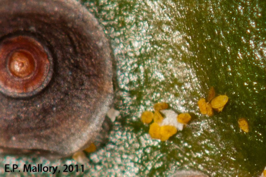 Chrysomphalus aonidum