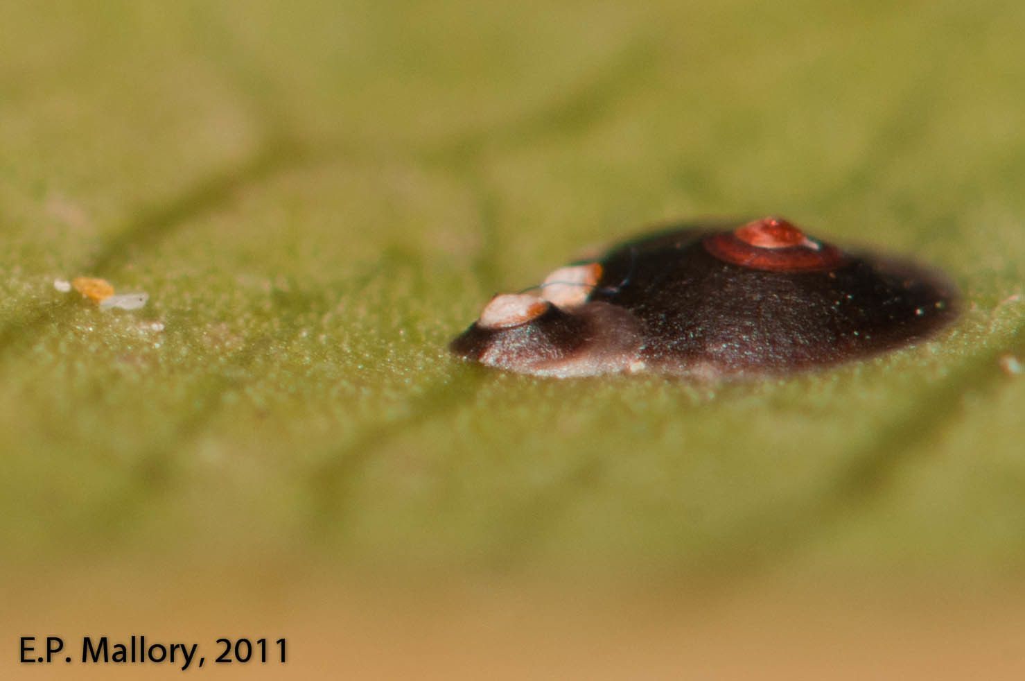 Chrysomphalus aonidum