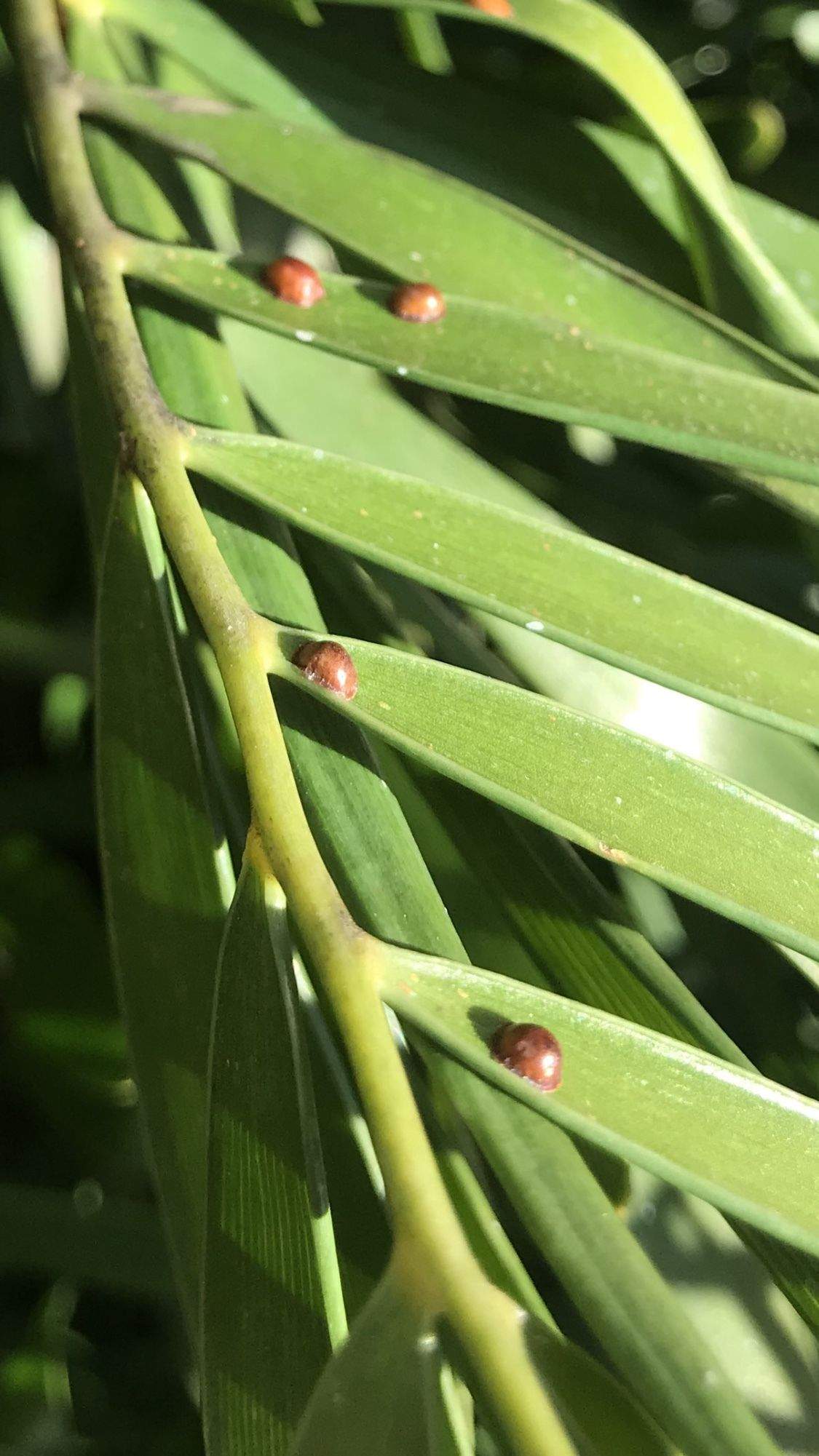 Chrysomphalus aonidum
