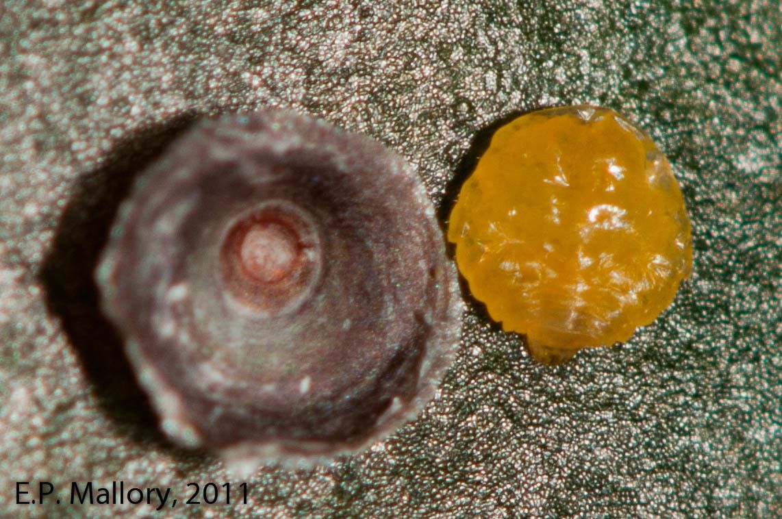 Chrysomphalus aonidum