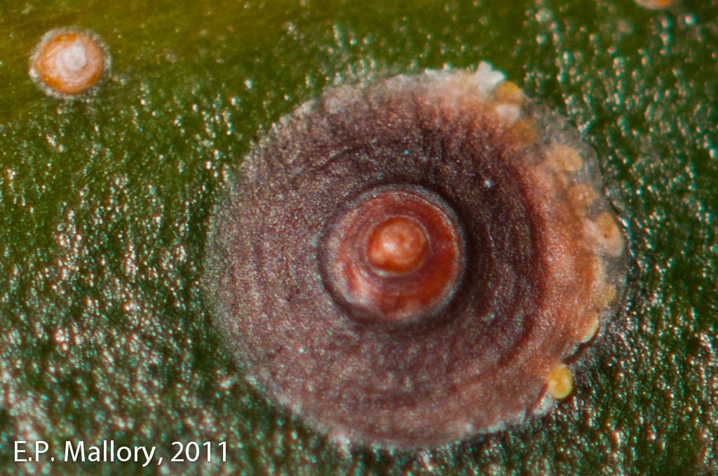 Chrysomphalus aonidum