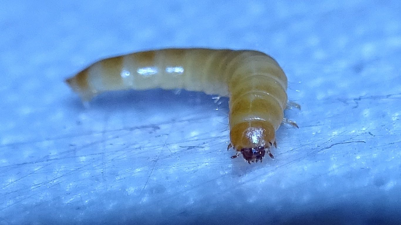 Ulomoides dermestoides