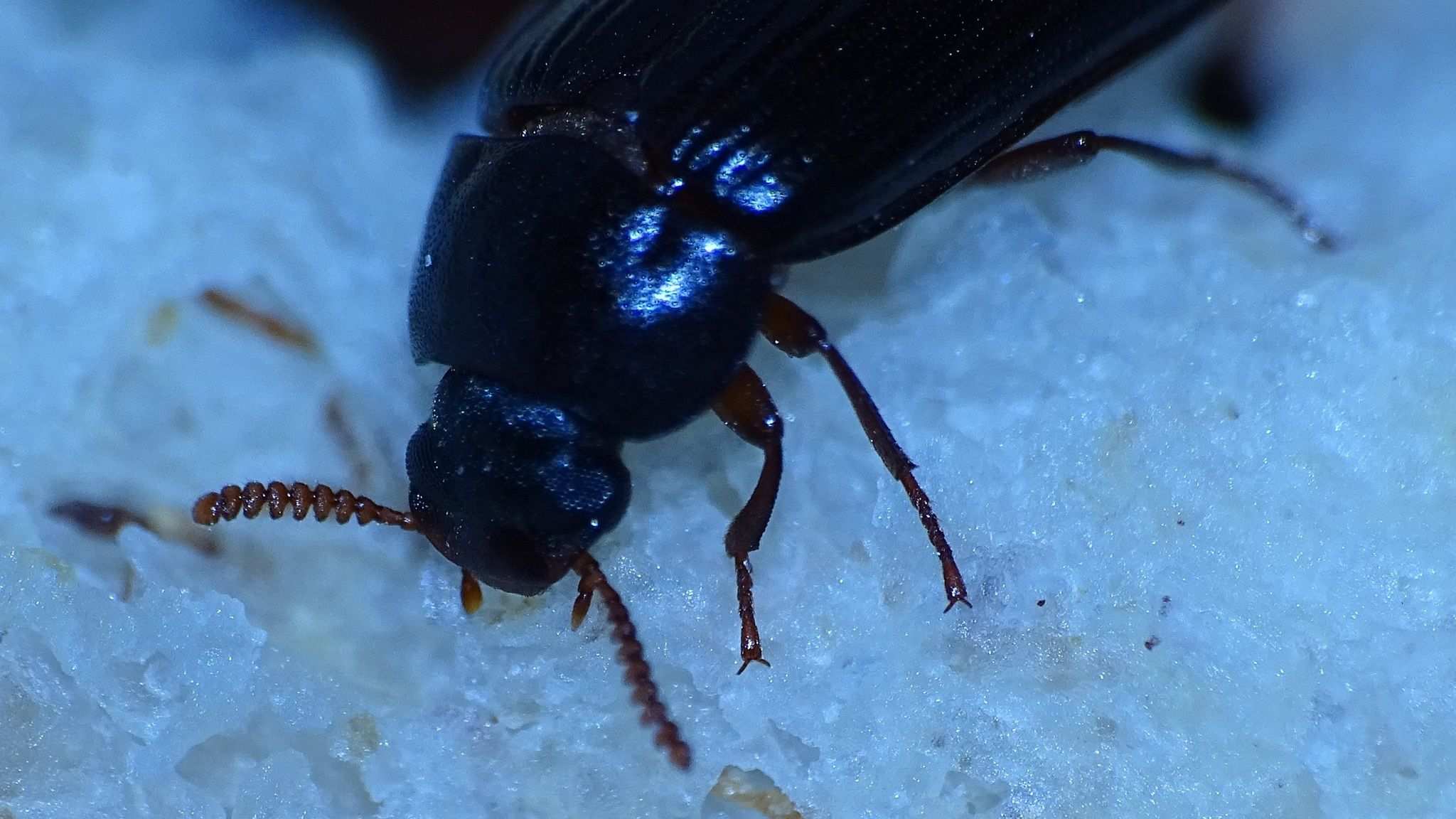Ulomoides dermestoides