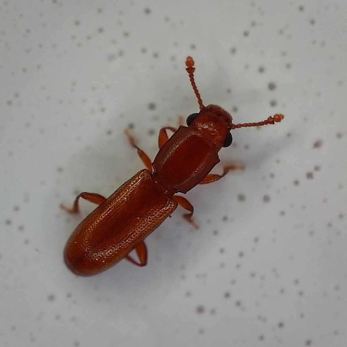 Cathartus quadricollis