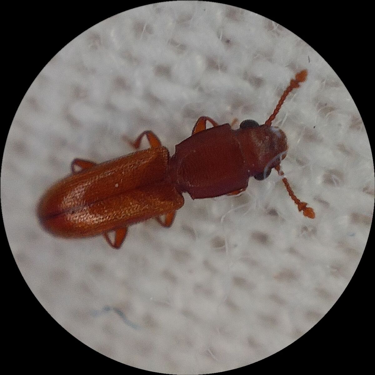 Cathartus quadricollis