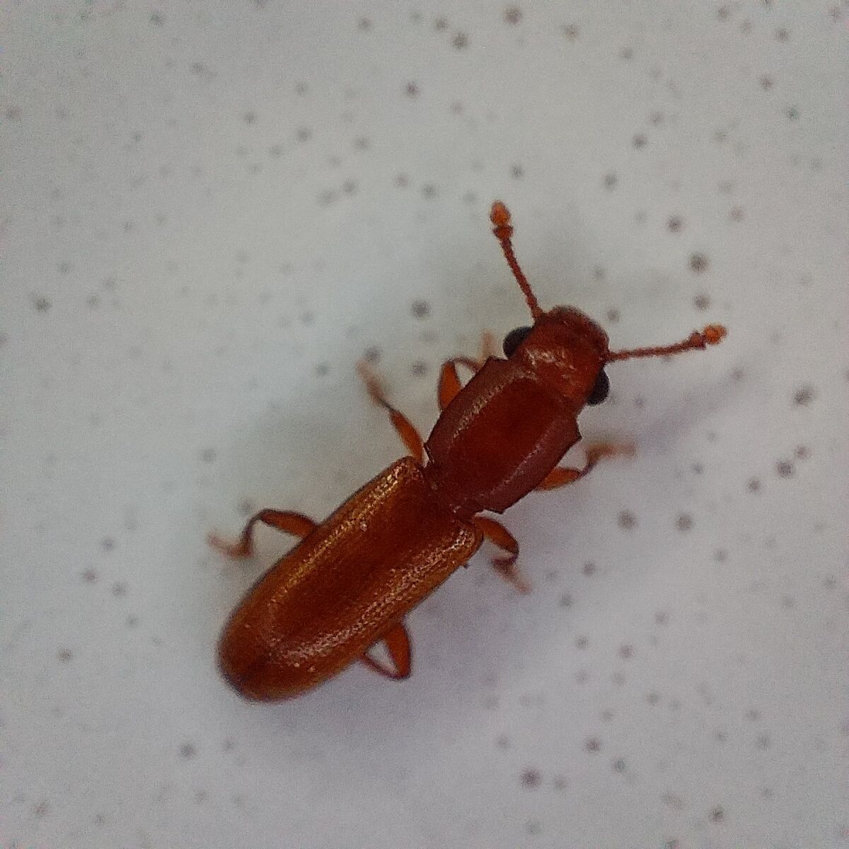 Cathartus quadricollis