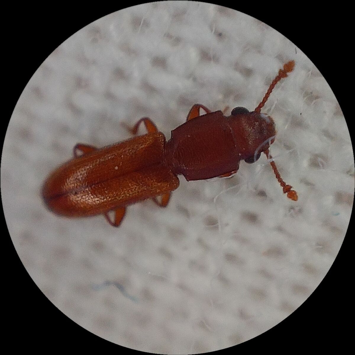 Cathartus quadricollis