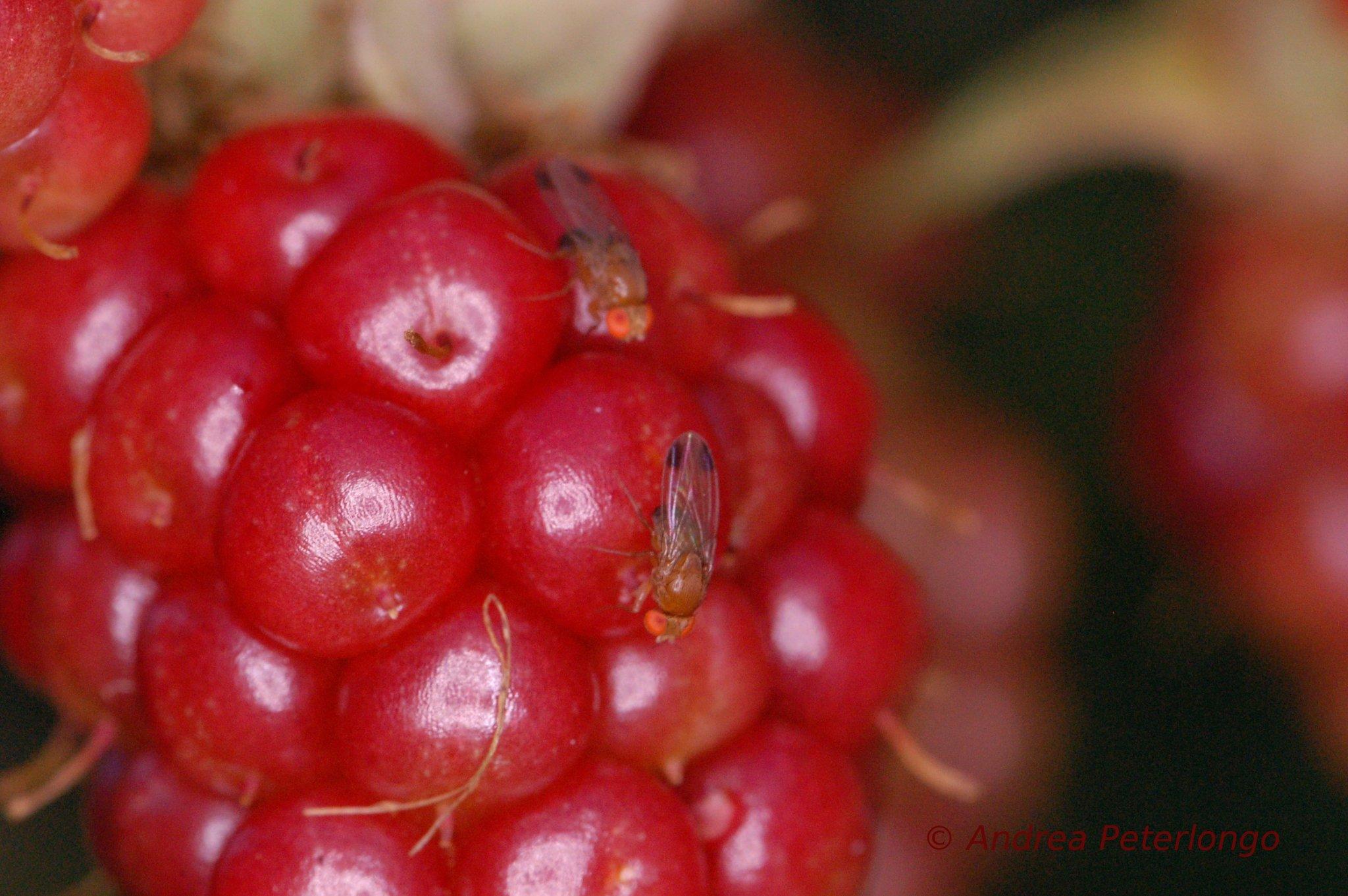 Drosophila suzukii