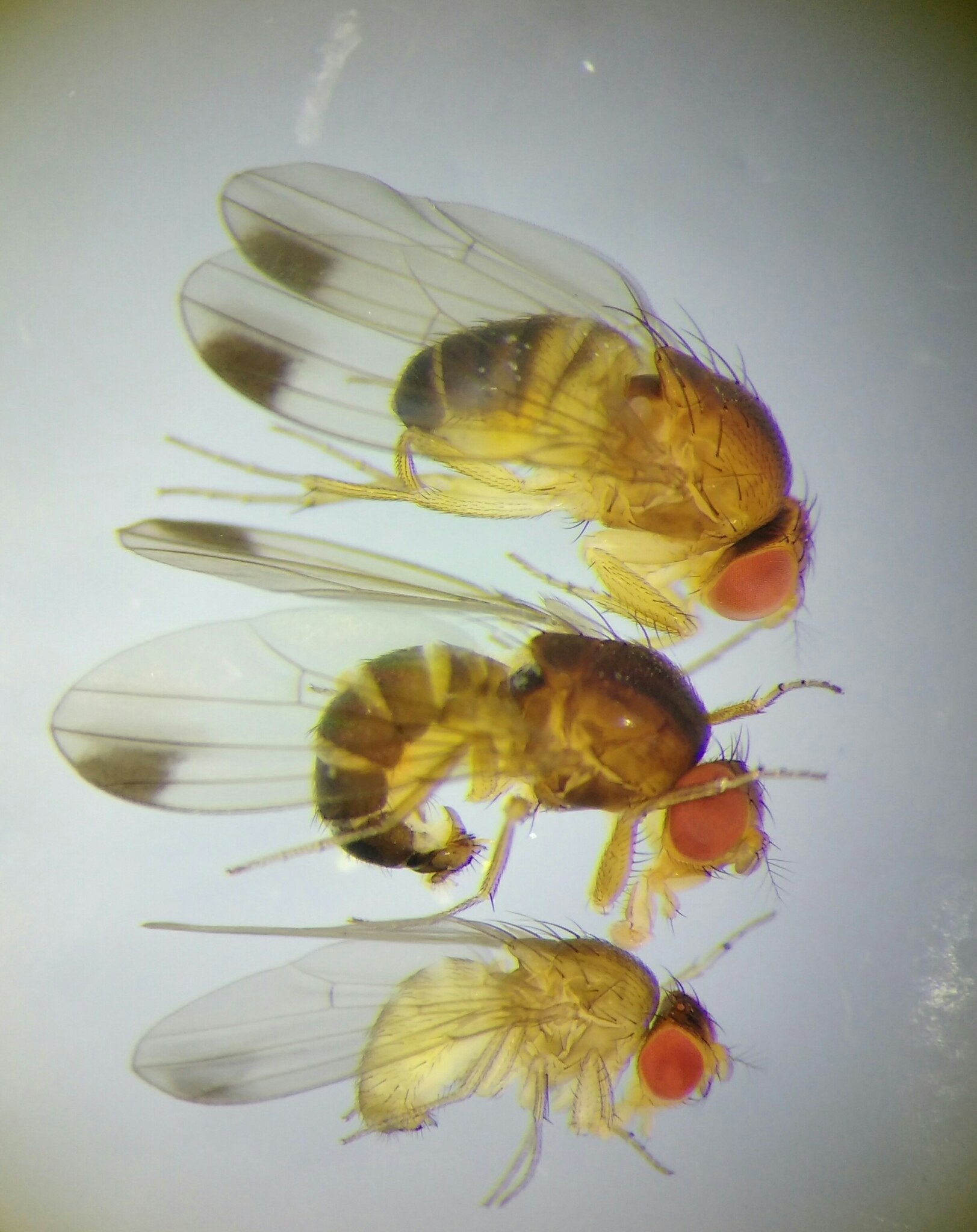 Drosophila suzukii