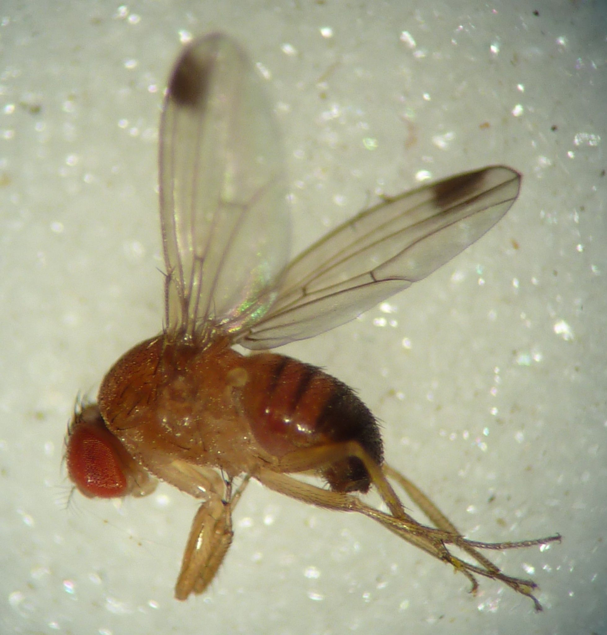 Drosophila suzukii