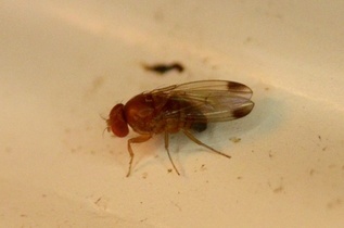 Drosophila suzukii