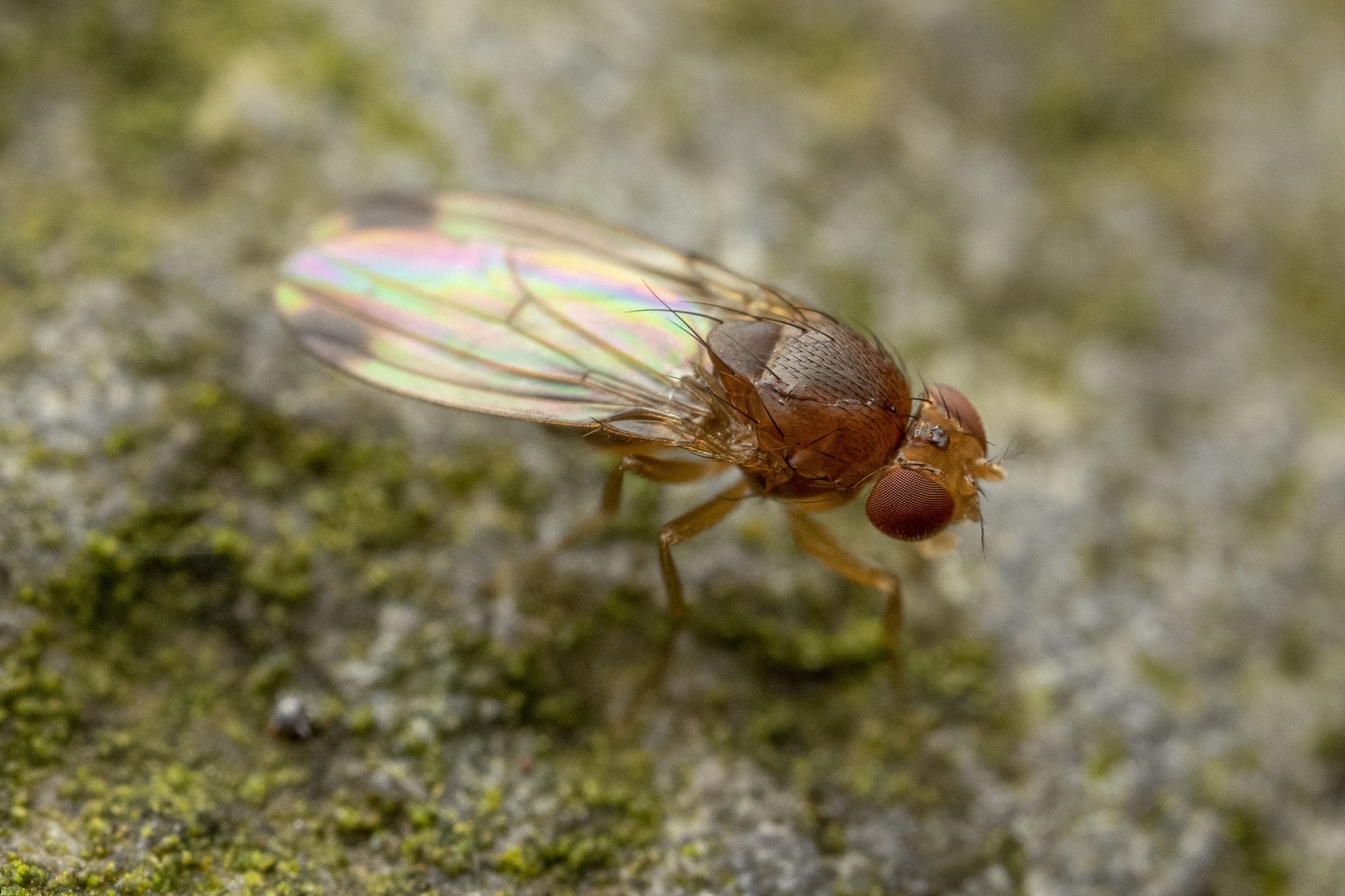 Drosophila suzukii