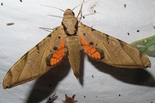 Protambulyx strigilis