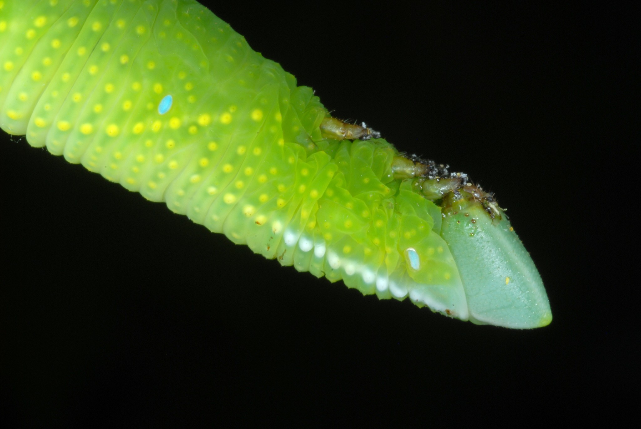 Protambulyx strigilis