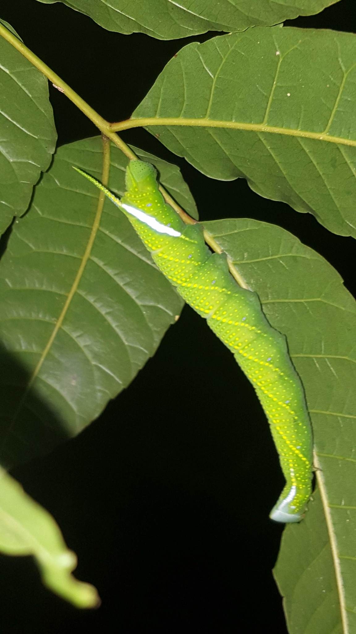 Protambulyx strigilis