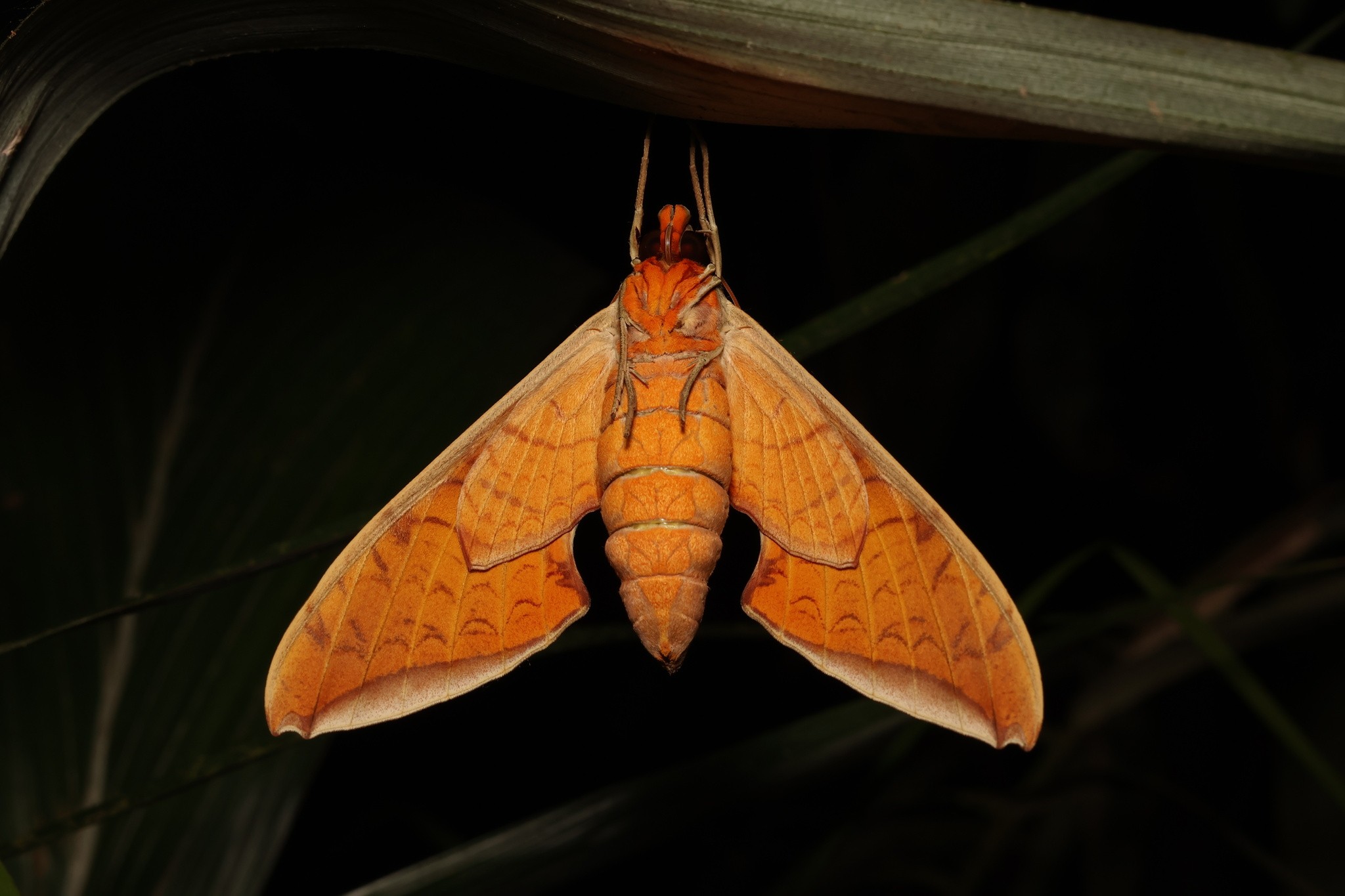 Protambulyx strigilis