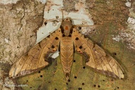 Protambulyx strigilis