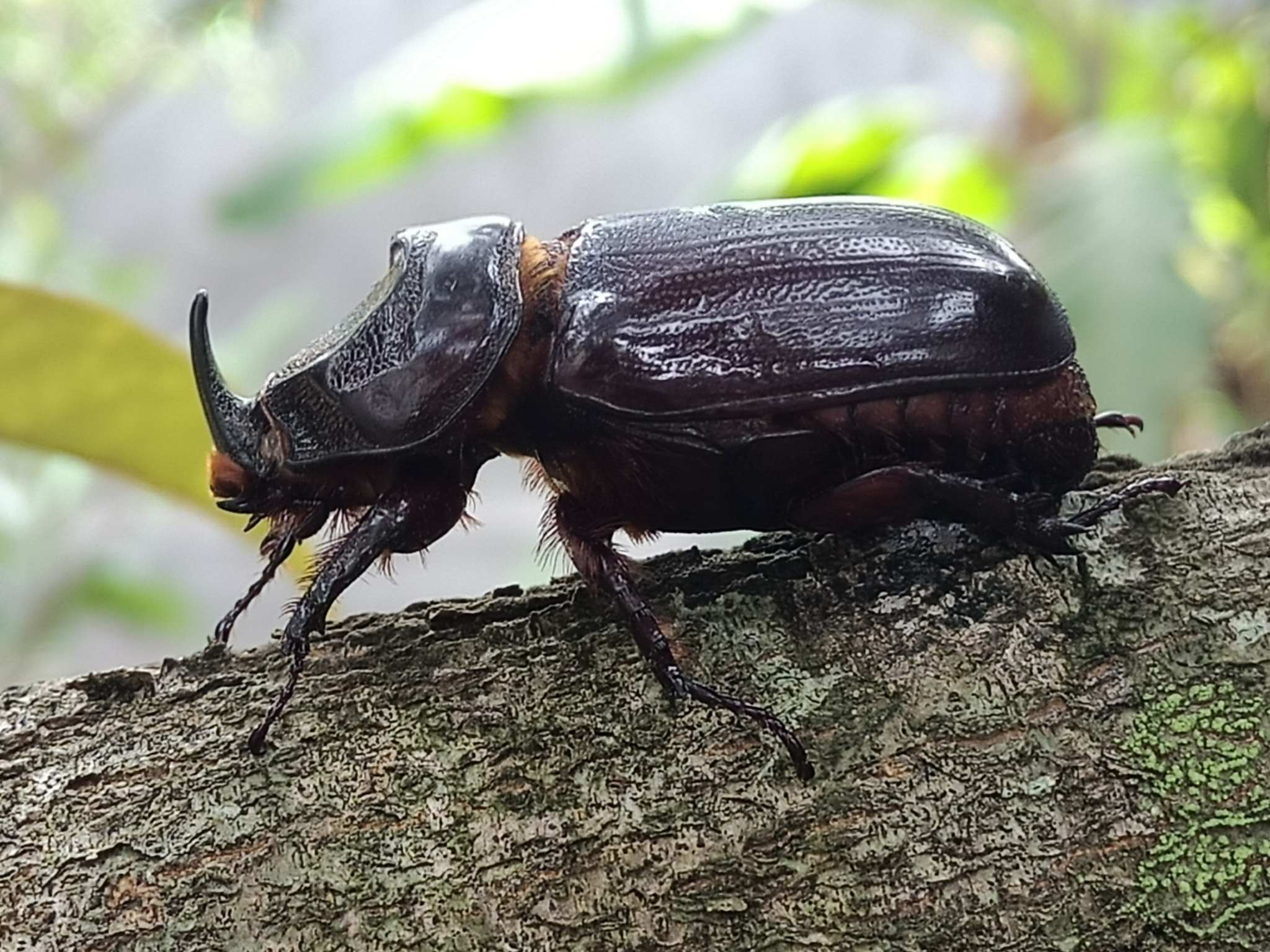 Oryctes rhinoceros