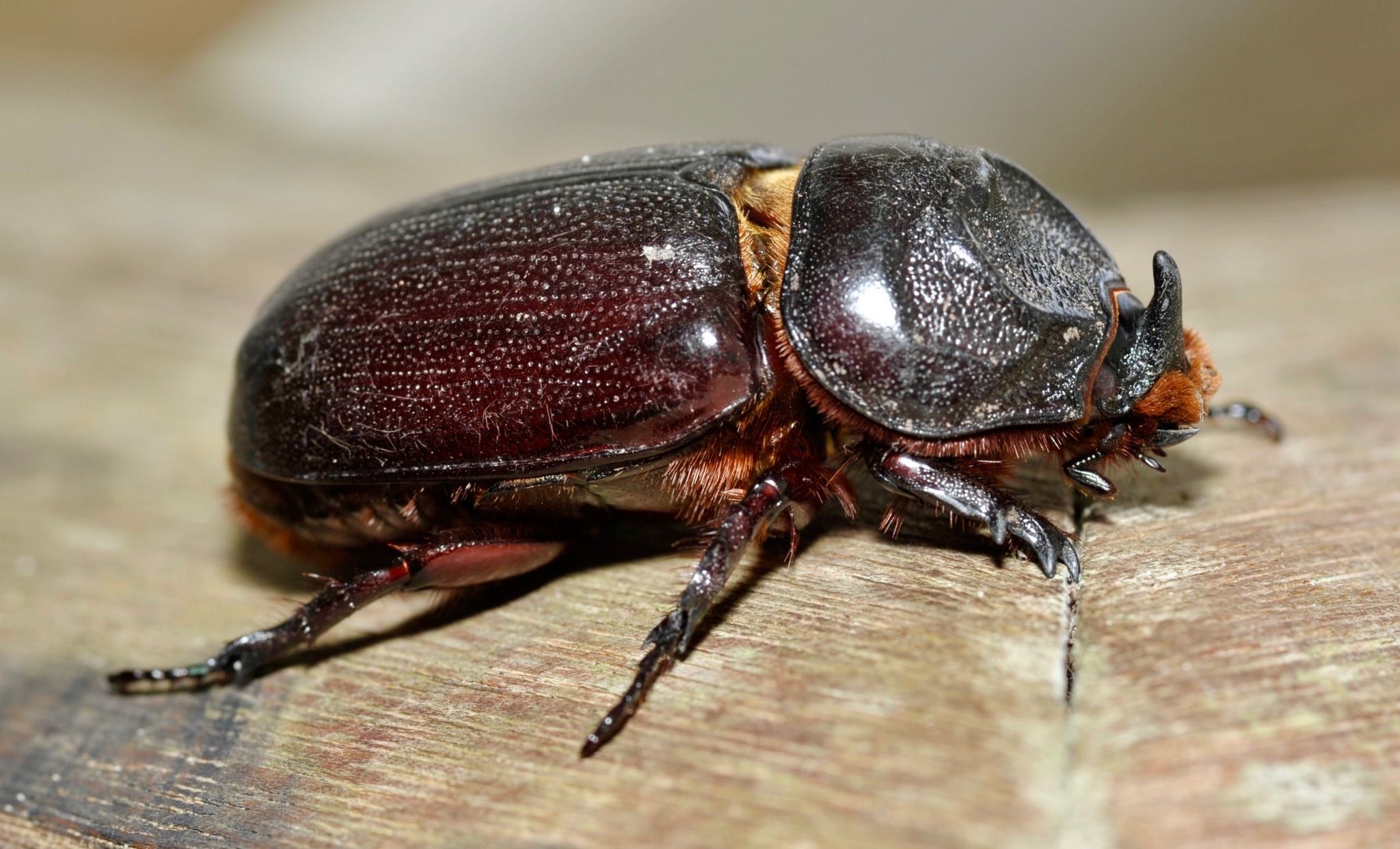 Oryctes rhinoceros