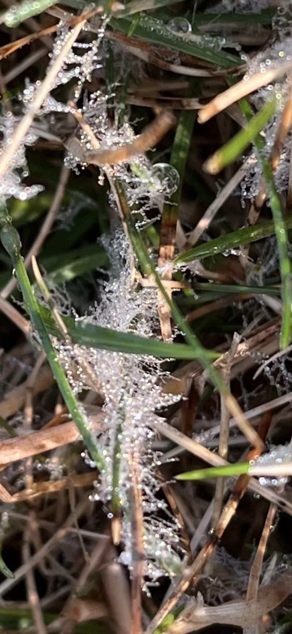 Clarireedia homoeocarpa
