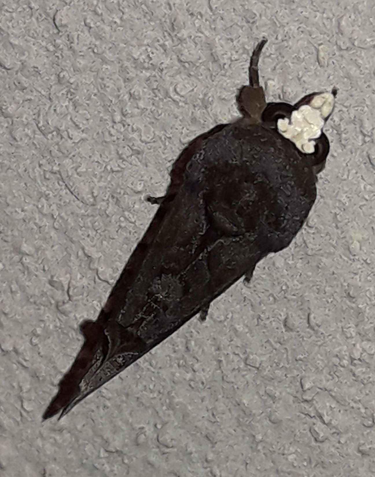 Gonodonta immacula