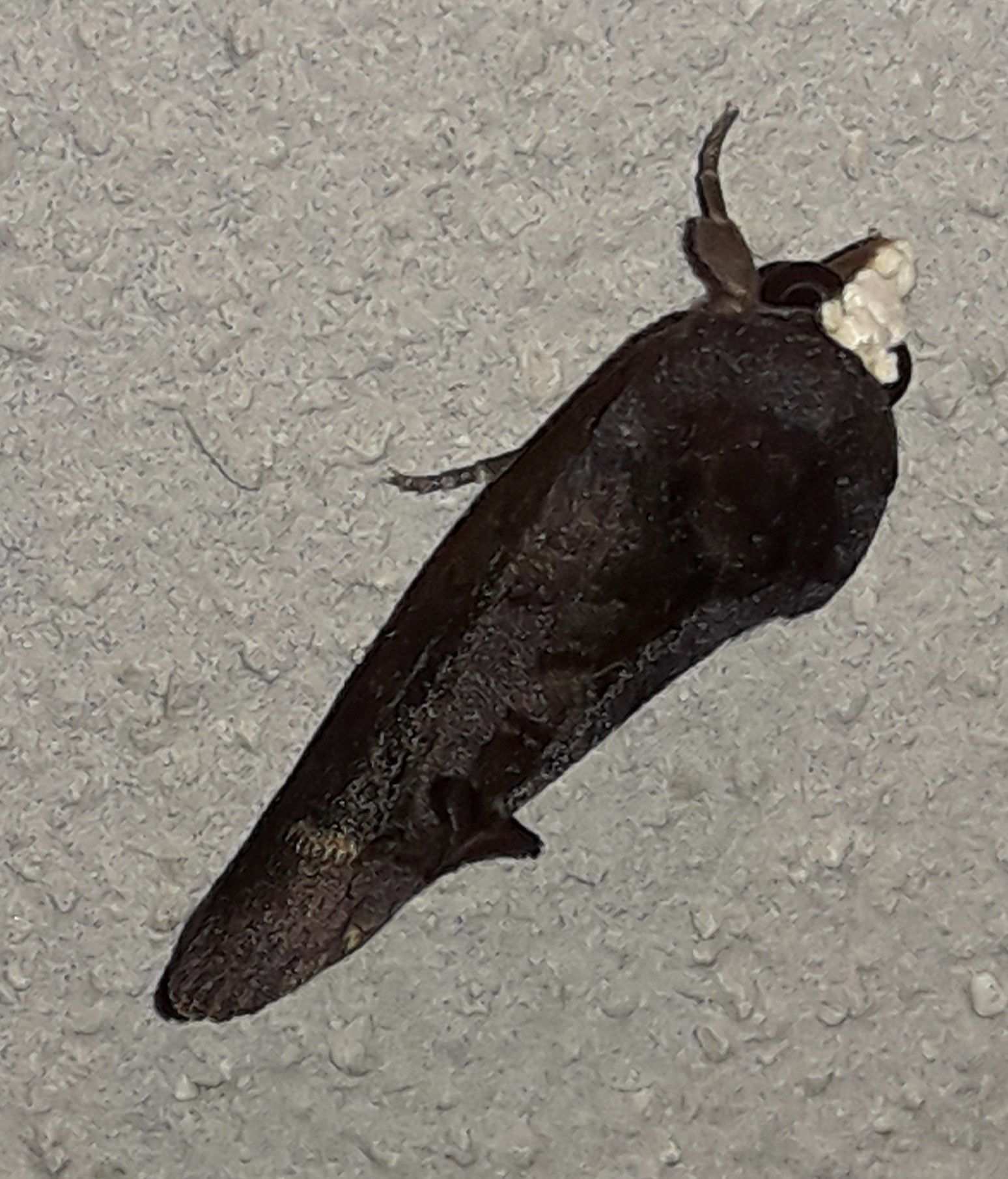 Gonodonta immacula