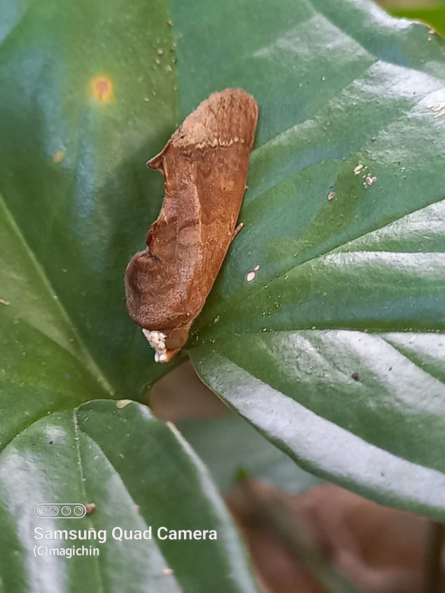 Gonodonta immacula