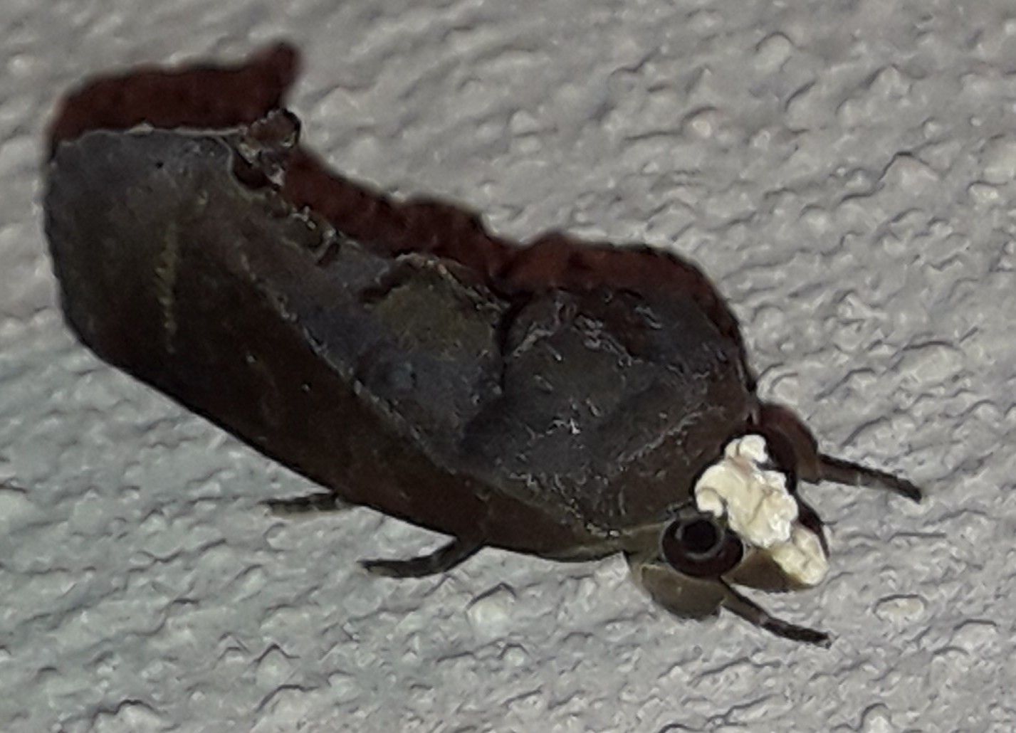 Gonodonta immacula
