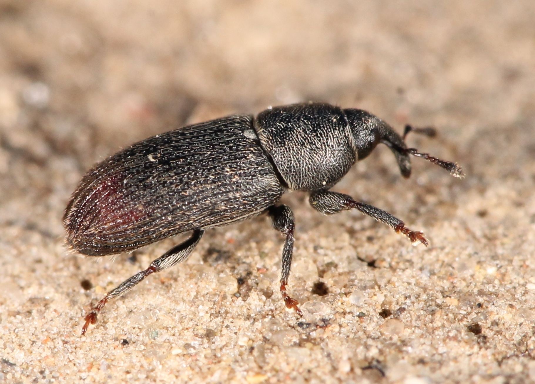Mecinus