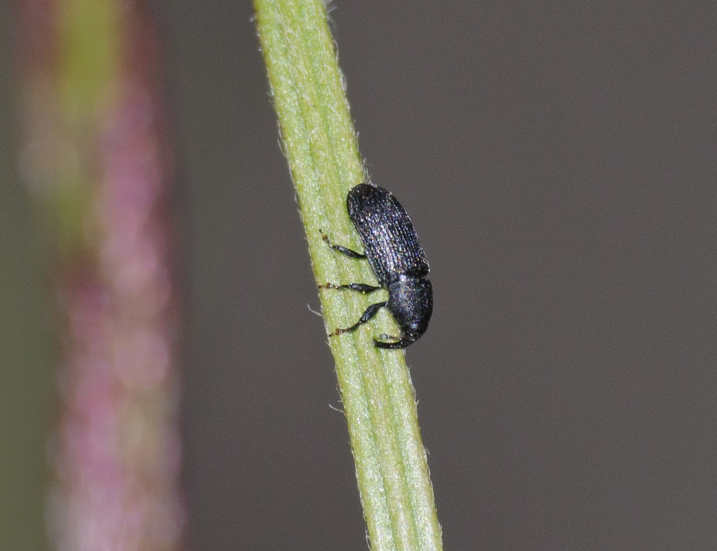 Mecinus