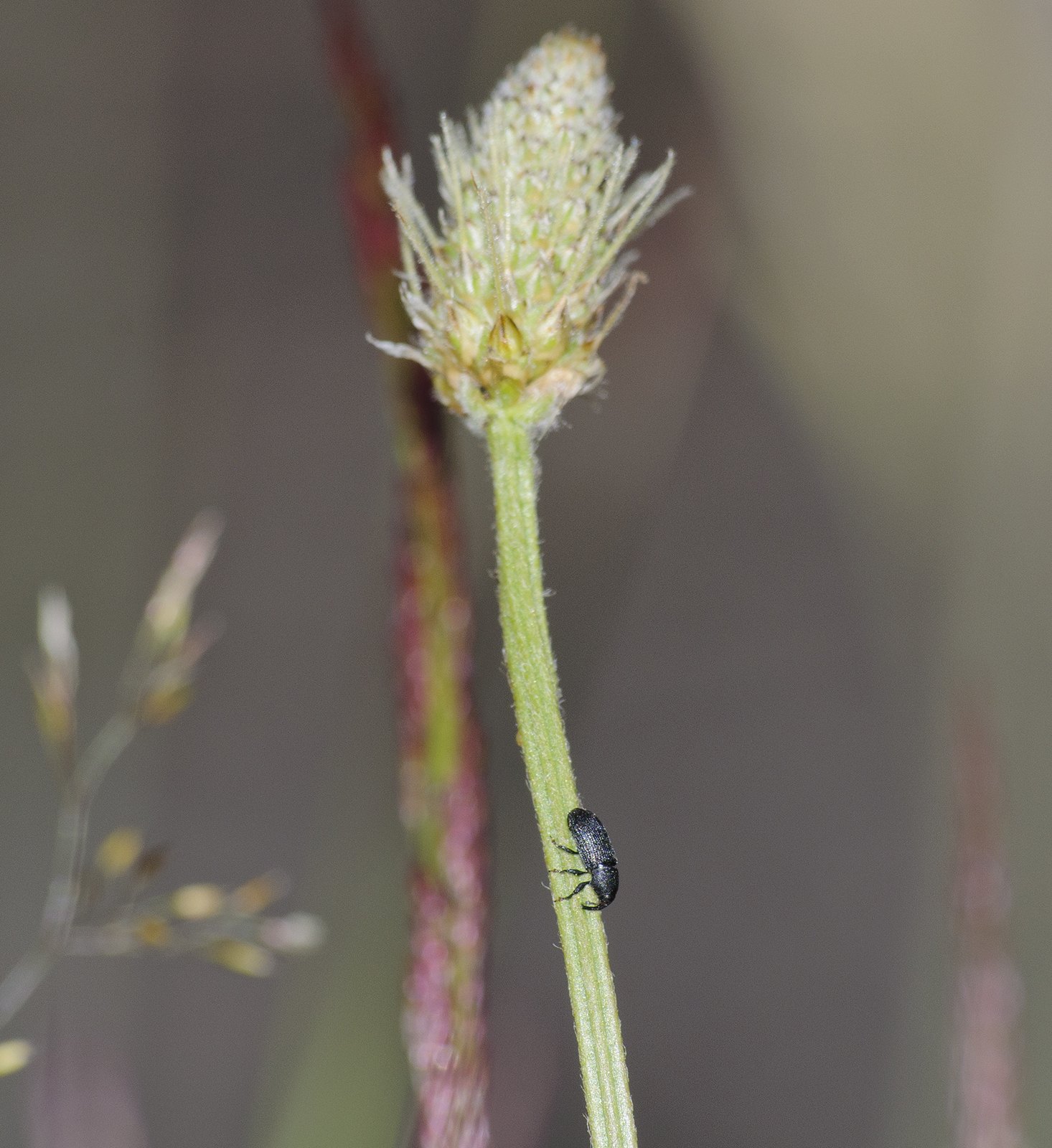 Mecinus