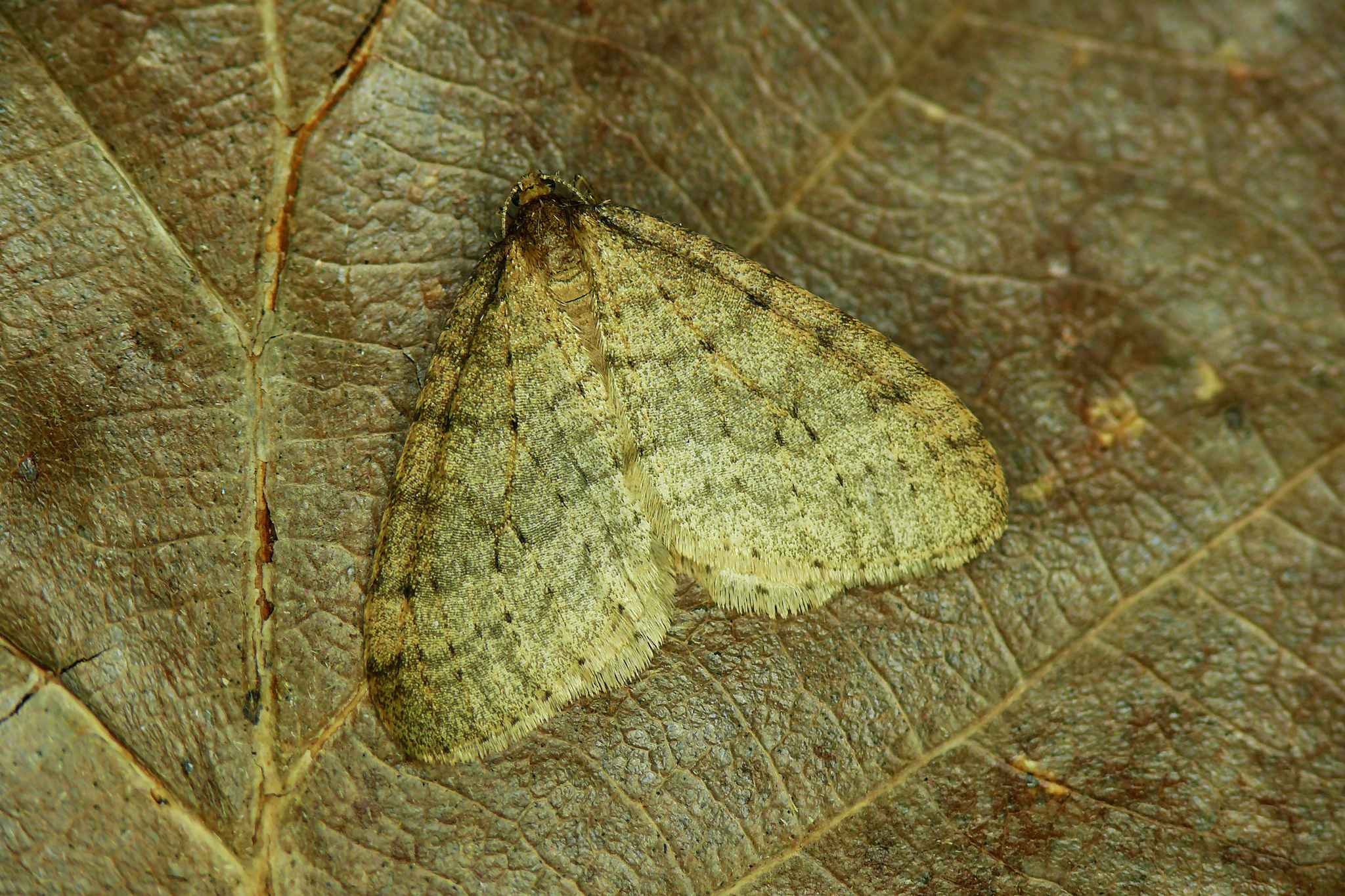 Operophtera brumata