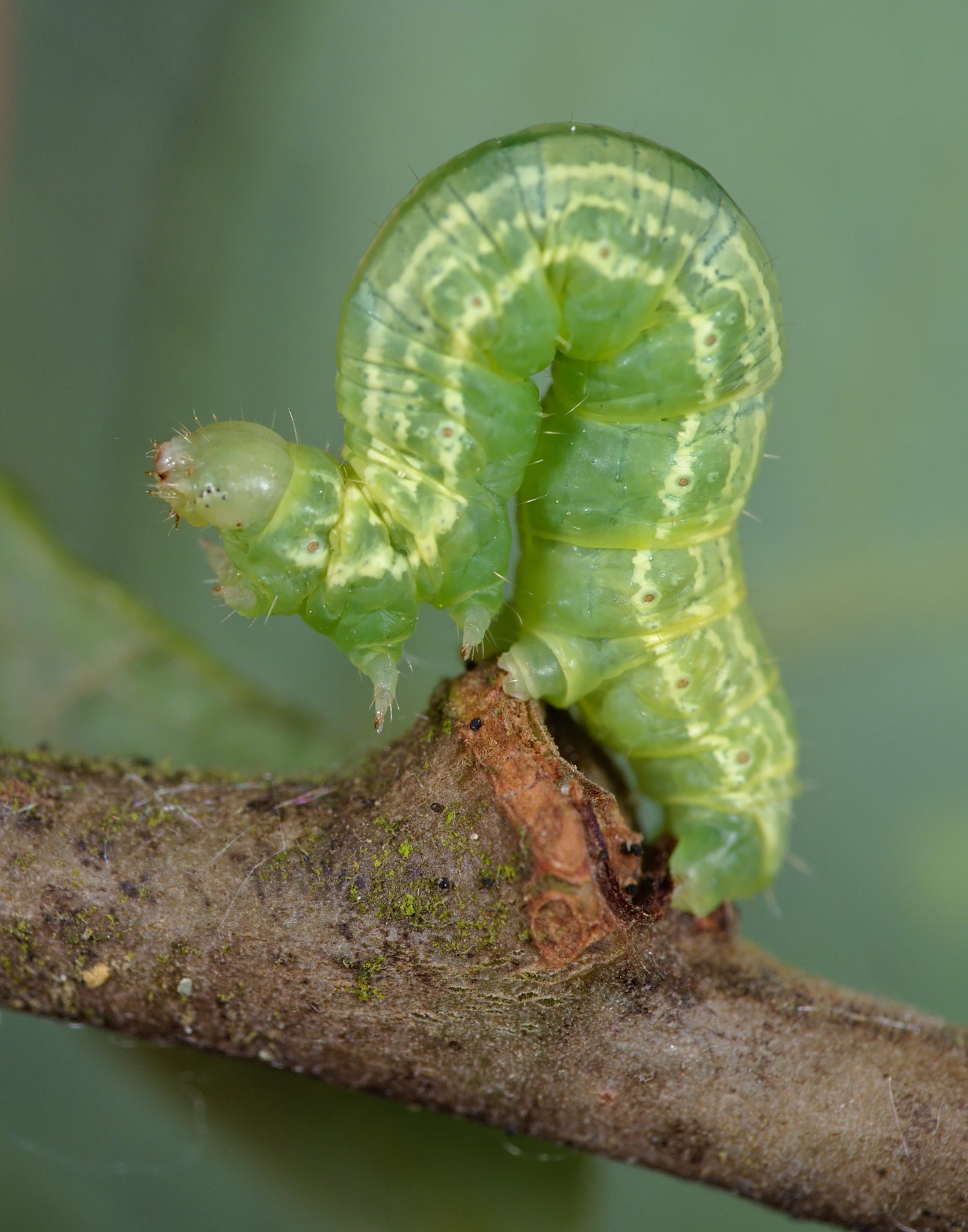 Operophtera brumata