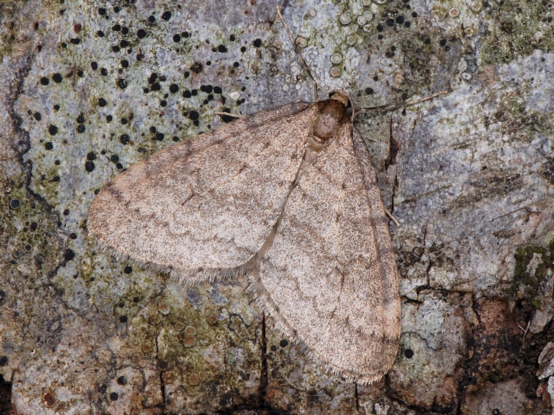 Operophtera brumata