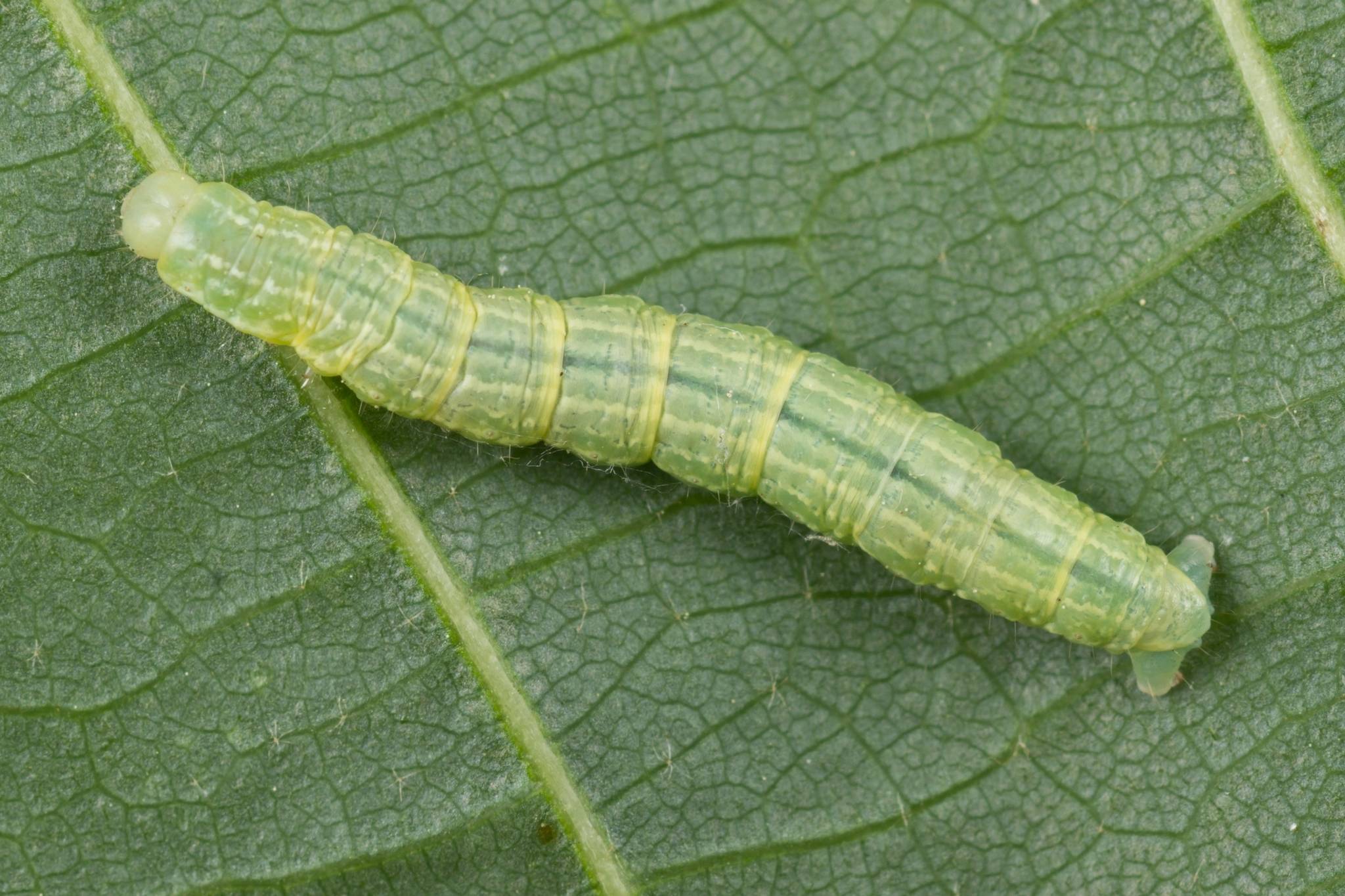 Operophtera brumata