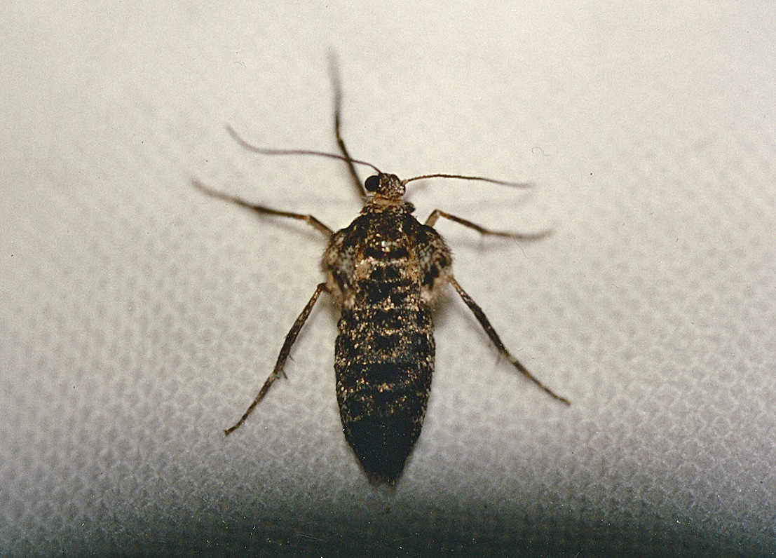 Operophtera brumata