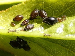 Myzus cerasi