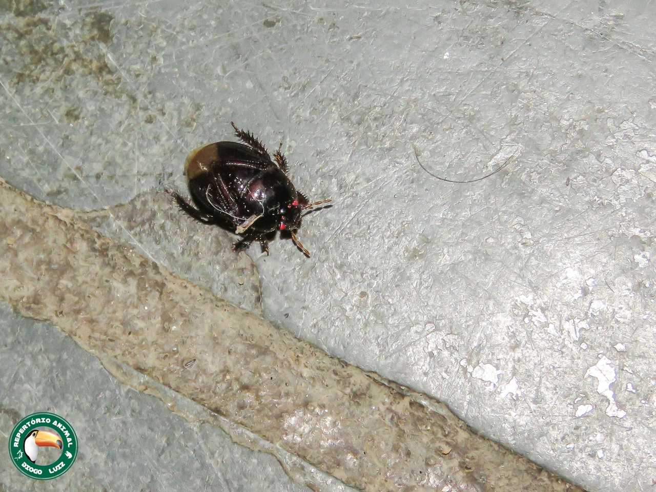 Cyrtomenus bergi